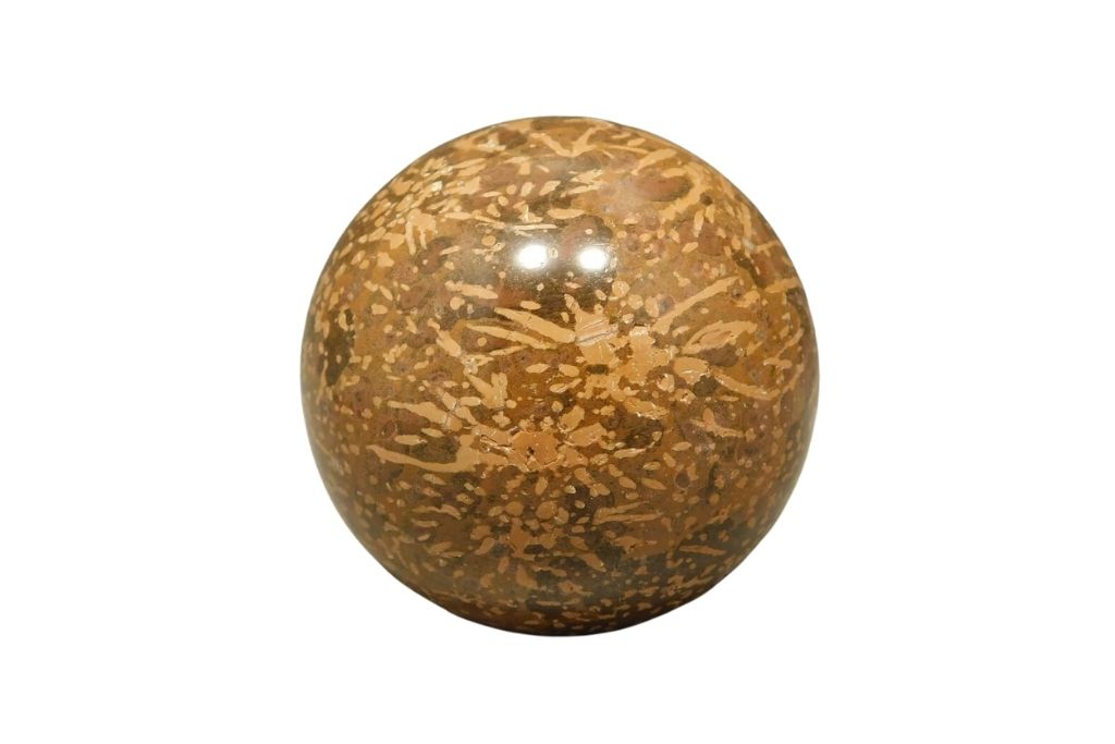 Chrysanthemum Jasper on white background