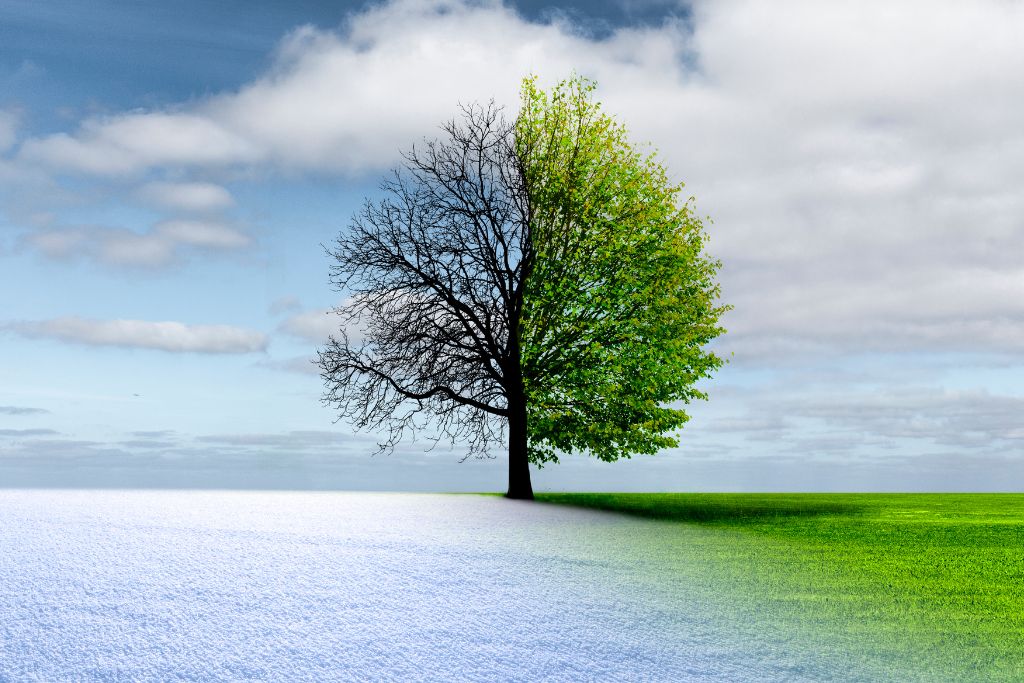 A tree portraying seasonal change from Winter to Spring.