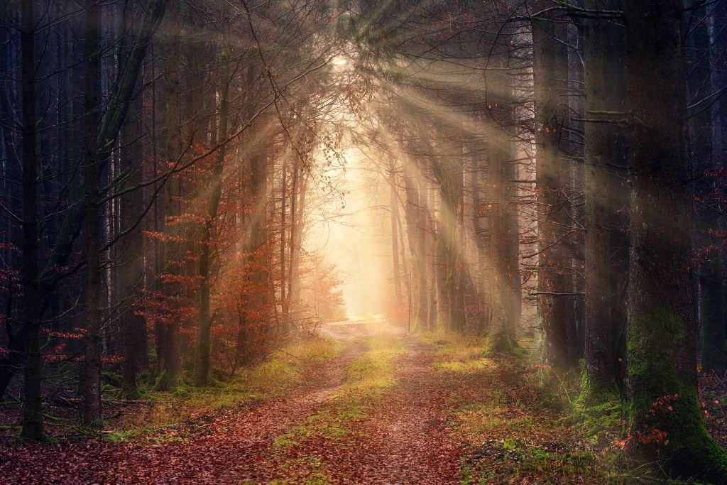 The sun light is shining through the forest