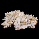 Amberoid vs. Himalayan Quartz