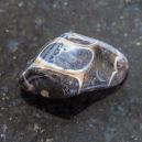 Turritella Agate vs. Cacoxenite