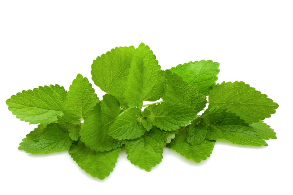 lemon balm leaves on a white background