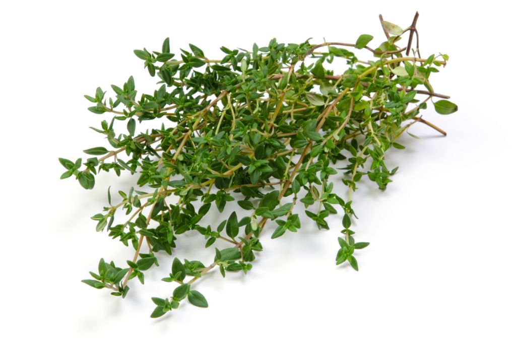 thyme on a white background