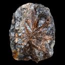 Lamprophyllite vs. Obsidian
