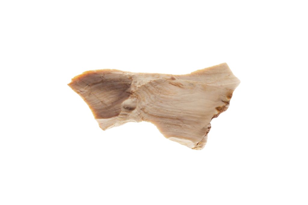 opalized wood on white background