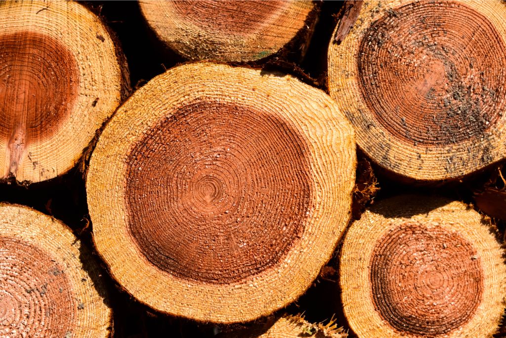 cedar wood