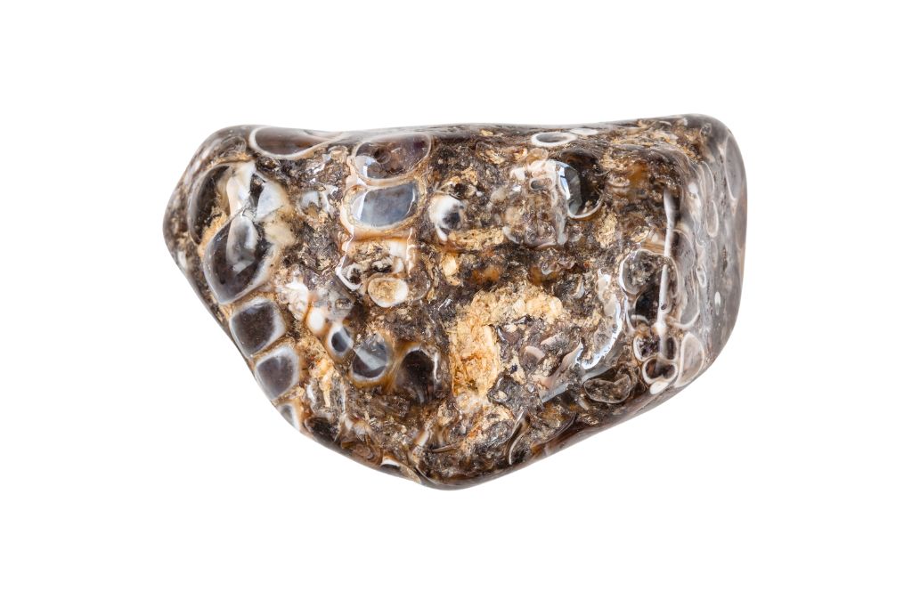 Turritella Agate on white background