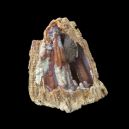 Agatized Coral vs. Petrified Wood