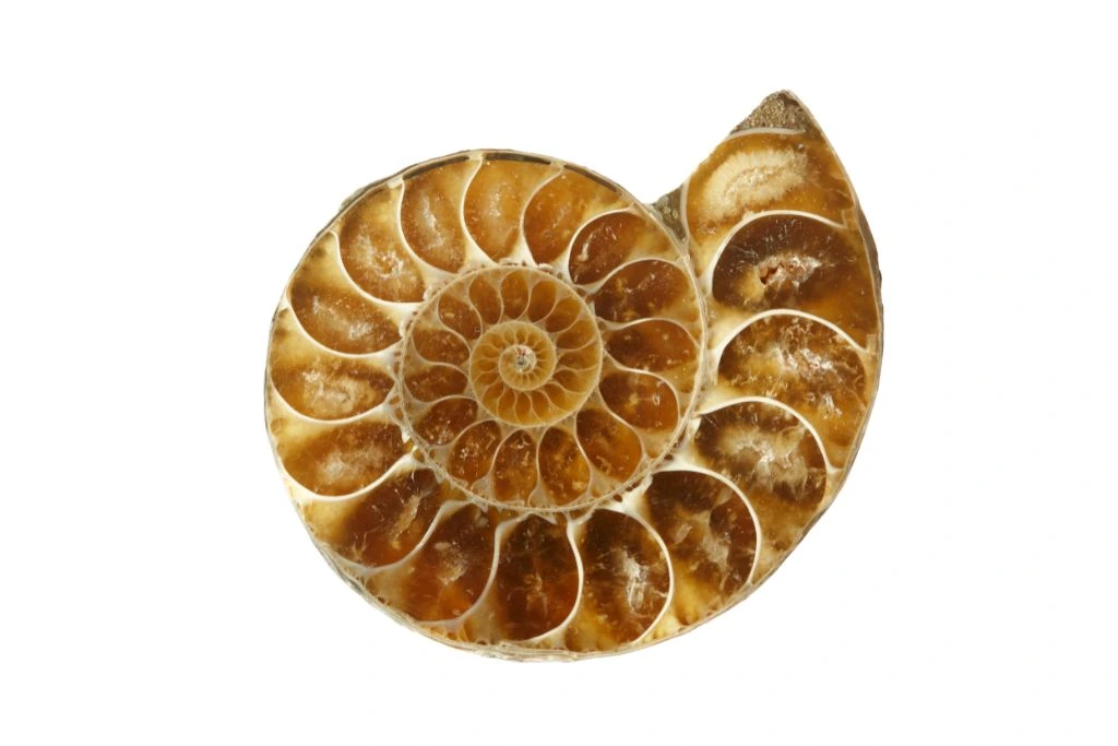 Ammonite on a white background