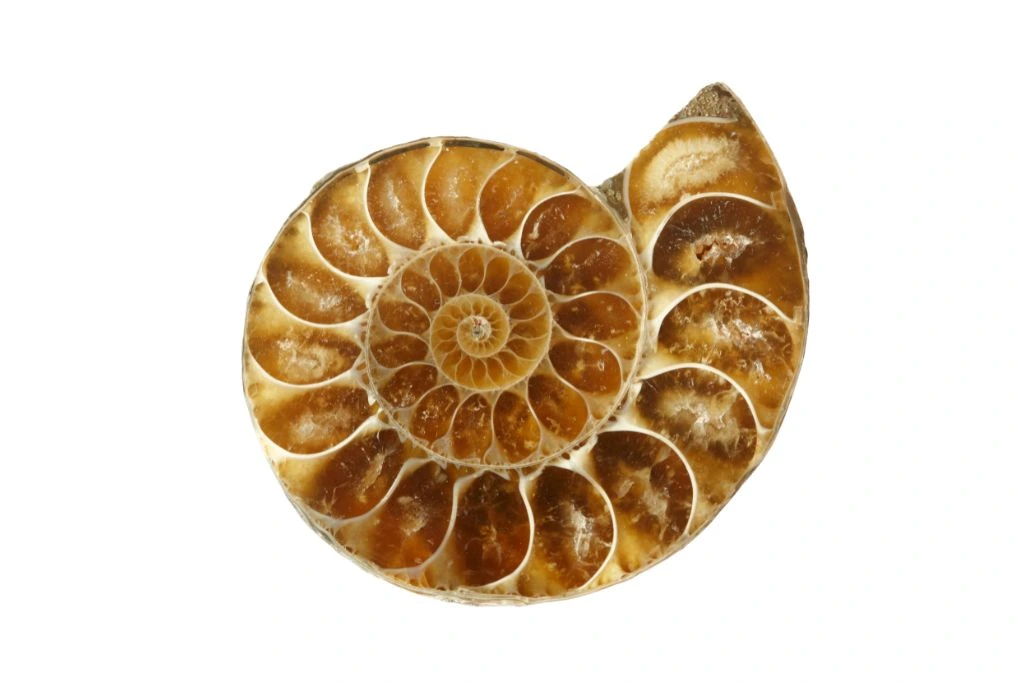 ammonite stone on a white background