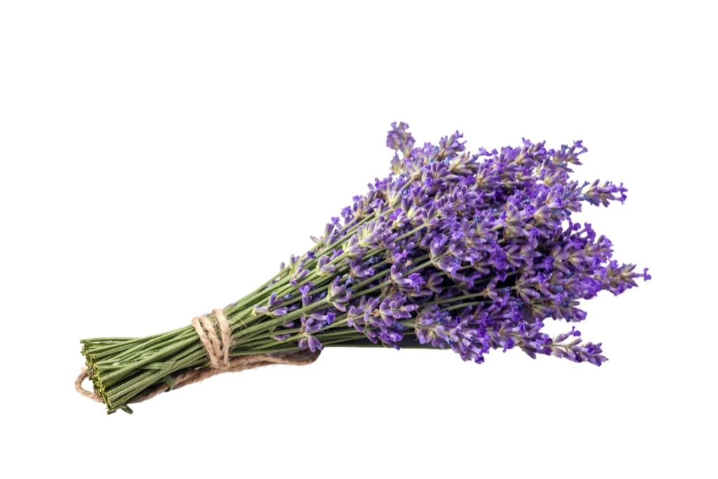 lavander on a white background