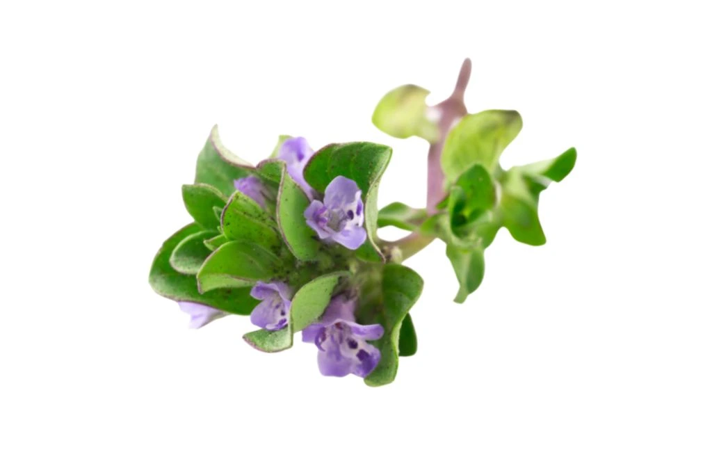 blue sage flowers on a white background