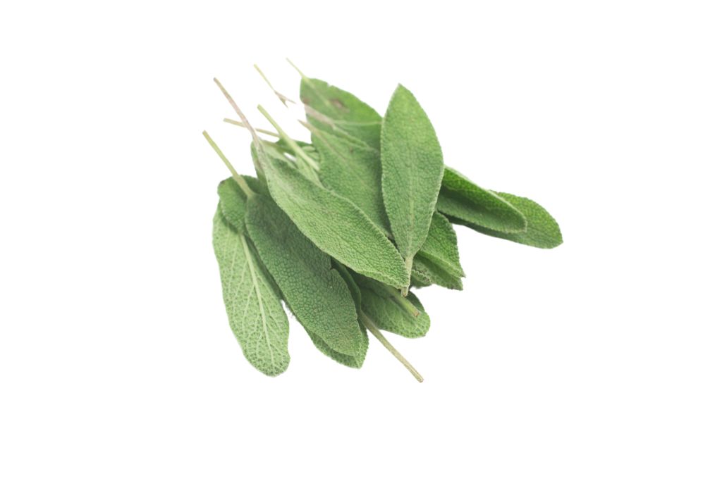 garden sage on a white background