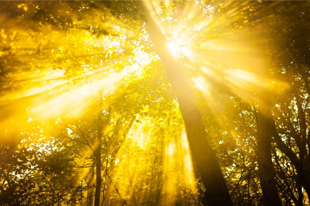 sun beams shining through a tree