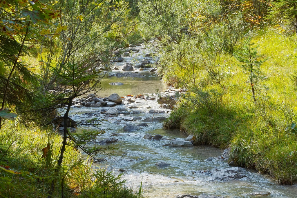 creek in the middle of the woods