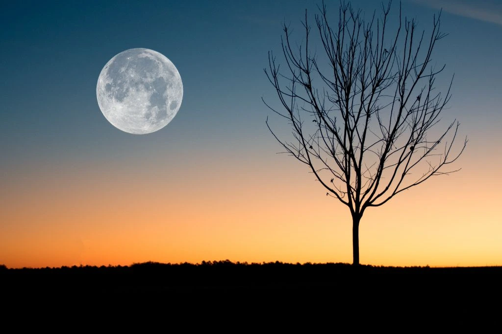 tree silhouette with a full moon in the background