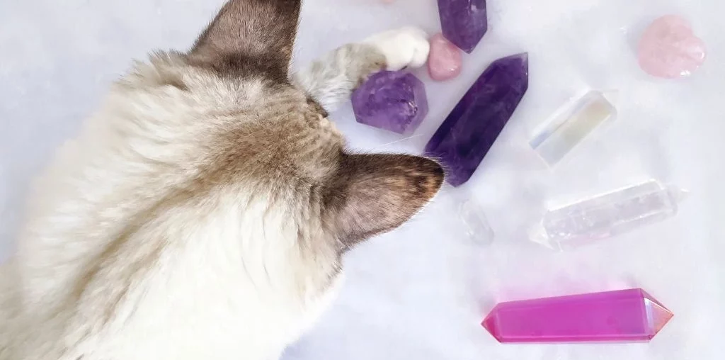 cat scrutinizing set of crystals