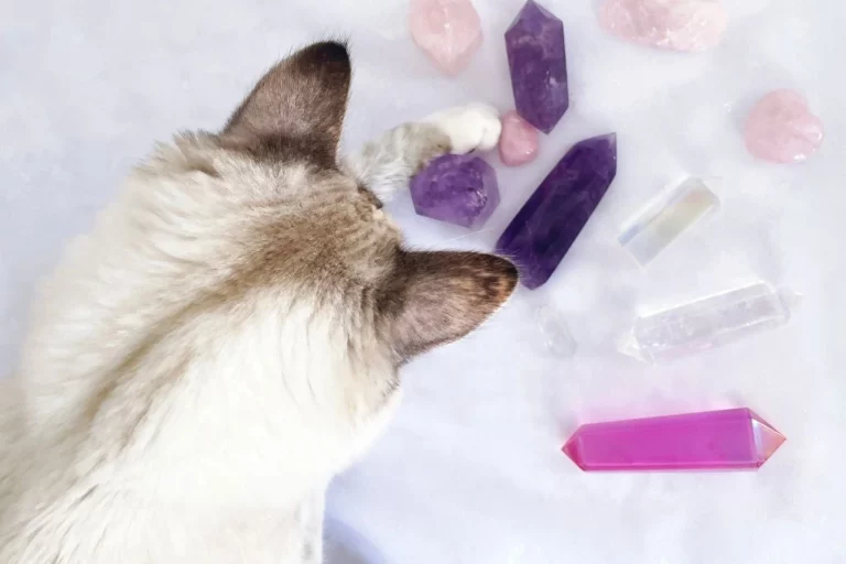 cat scrutinizing set of crystals