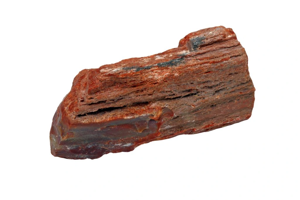 Petrified Wood on a white background