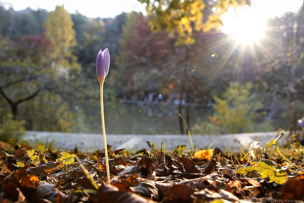 A flower growing in nature while the sun shines over it