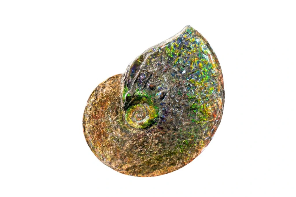 Ammolite Fossil on a white background