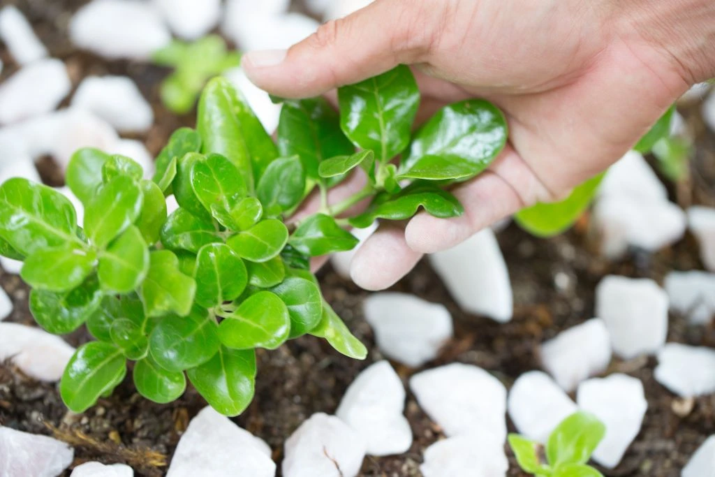 A plant that is surrounded by crystals while being touched by a person