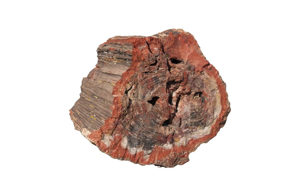 Petrified Wood on a white background