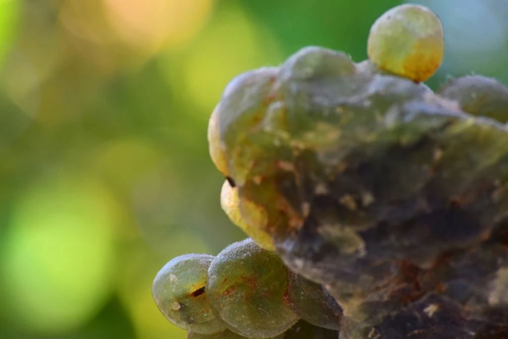 A close up picture of a Prehnite crystal