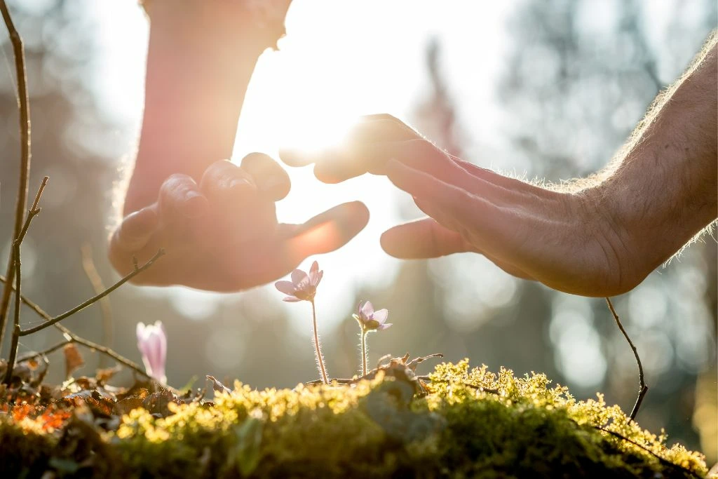 Hands covering flower