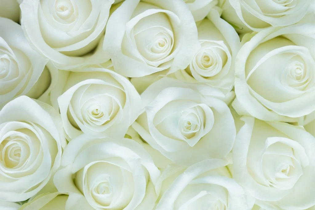 A bunch of white rose flowers