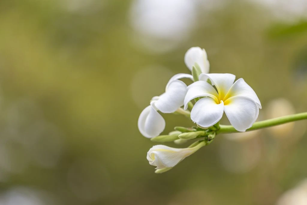 A focus shot on a white plumeria flower