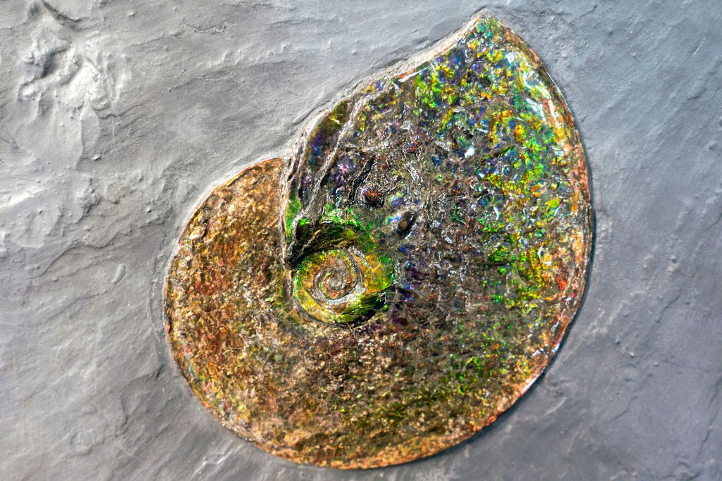 Ammolite crystal in a rock