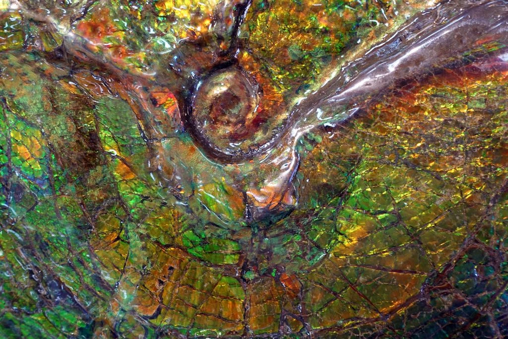 Ammolite fossil