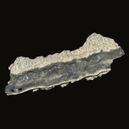 horizontal cut of Fulgurite to show its tube like hollow shape on a black background. Image Source: wikimedia.org | Ringwoodit