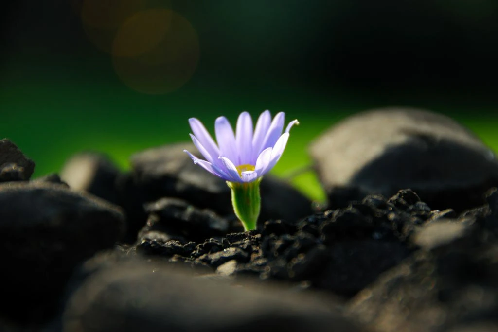 A flower blooming in a soil