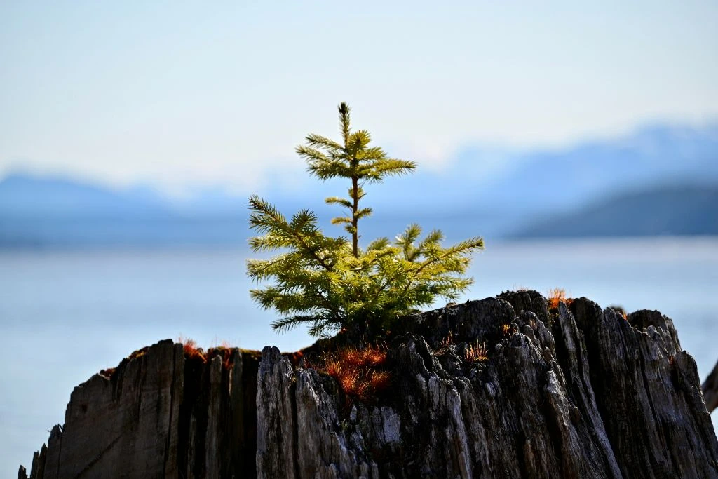 A small plant striving on a tree stamp 