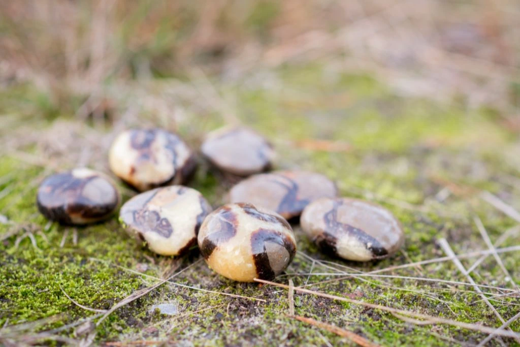 Polished septarian crystals on the ground