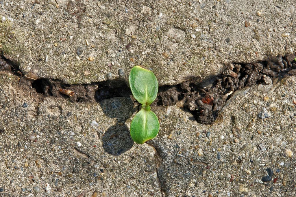 Resilient plant growing in between road crack.