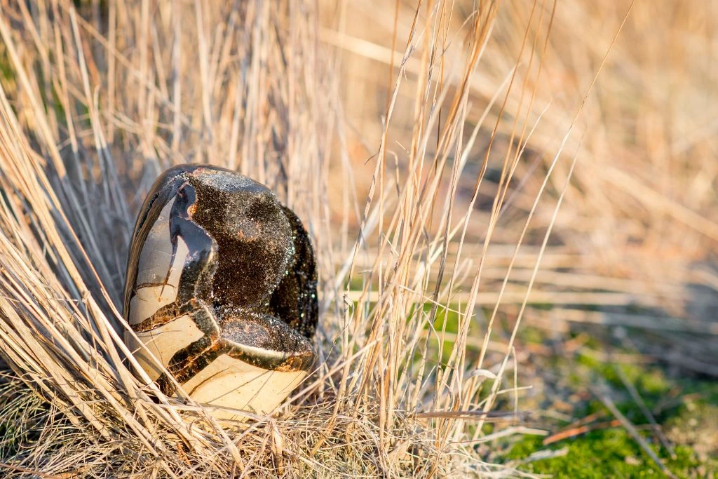 A septarian crystal on a nest