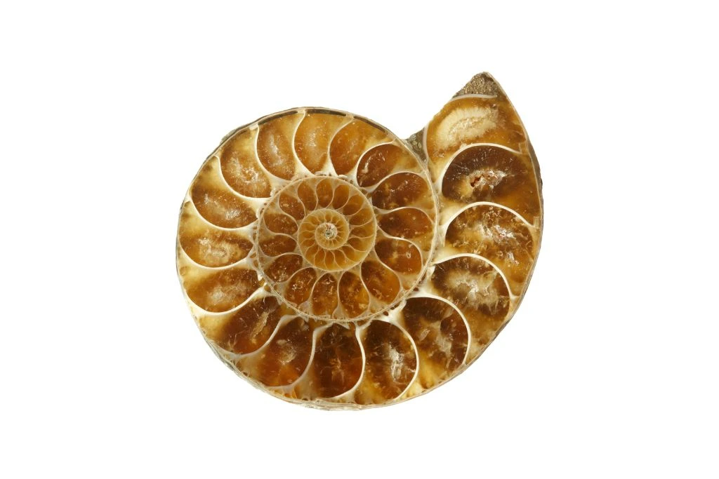 Ammonite crystal on a white background