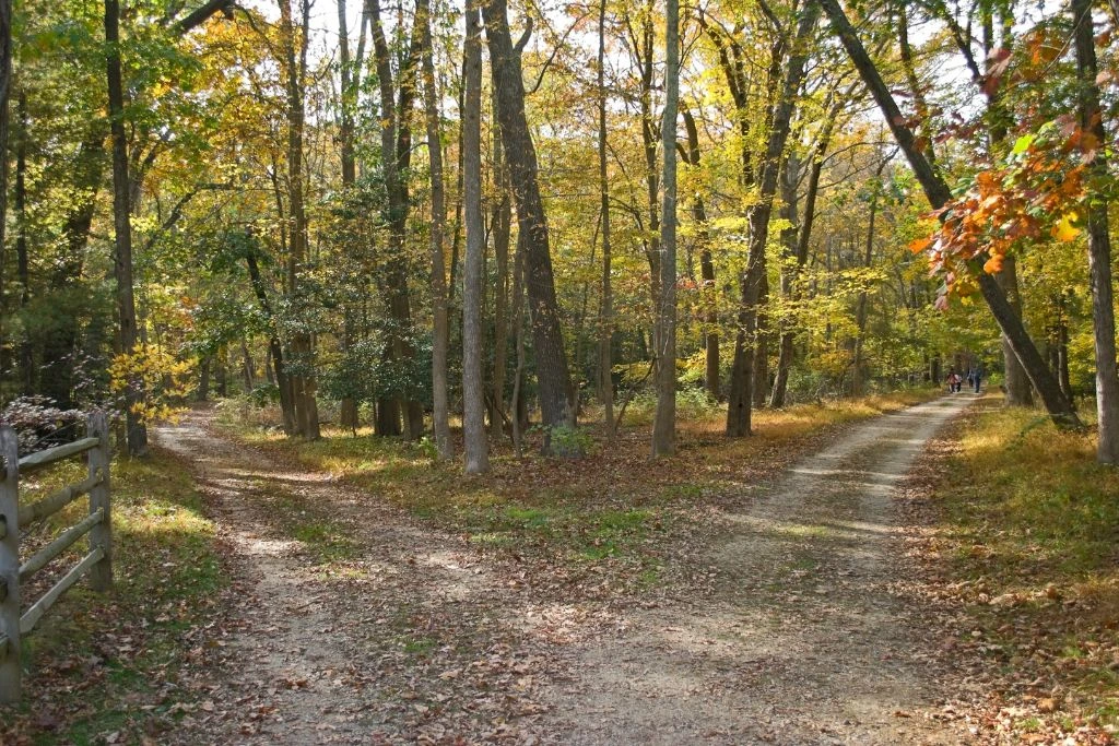 two diverging forest road