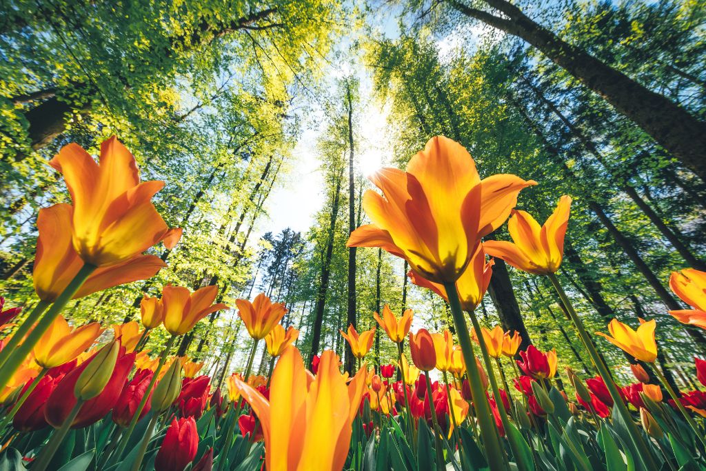 a view from the ground that shows the flowers are blooming in nature