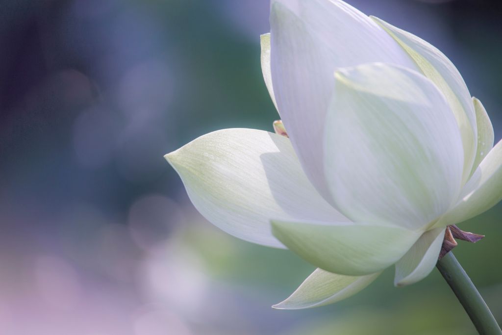 A pure white flower with a blurred background