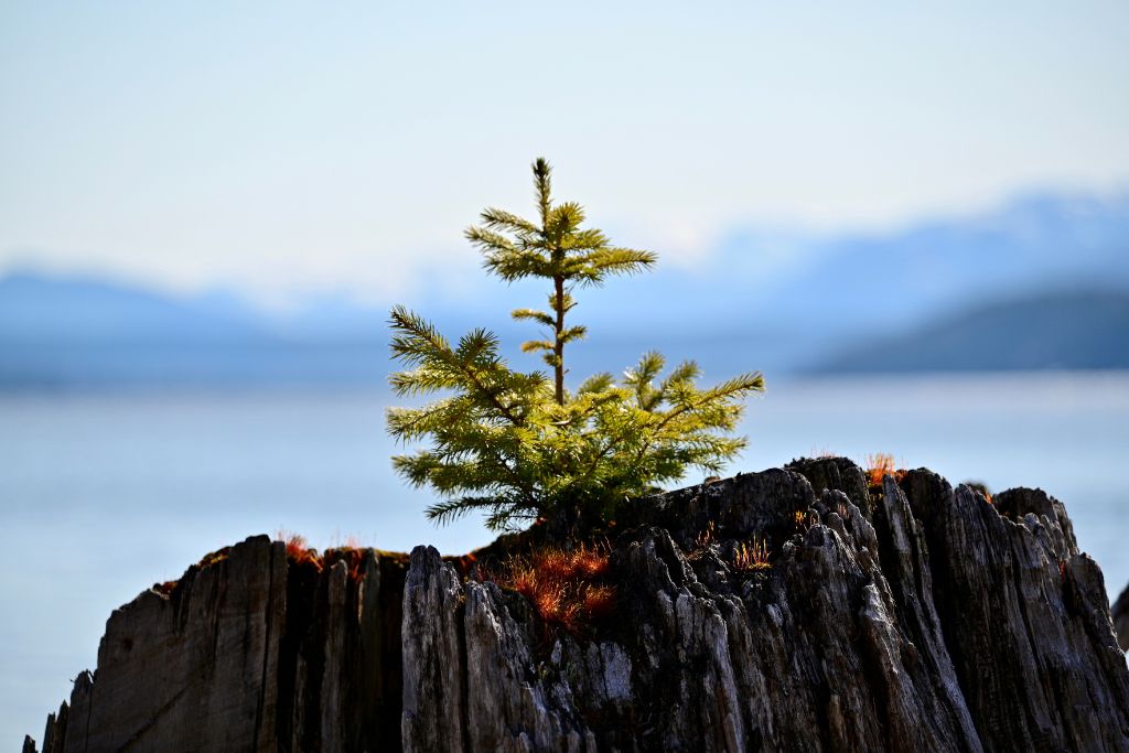 A small tree is growing on an old tree trunk