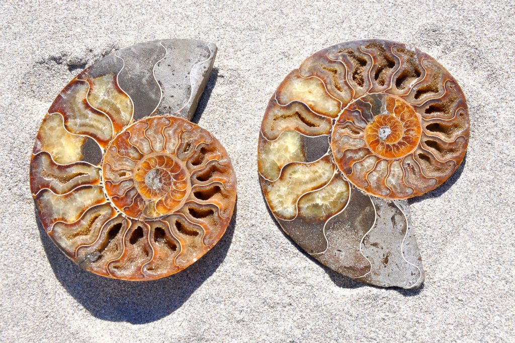 An ammonite crystals on the sand