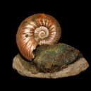 Ammonite on a black background