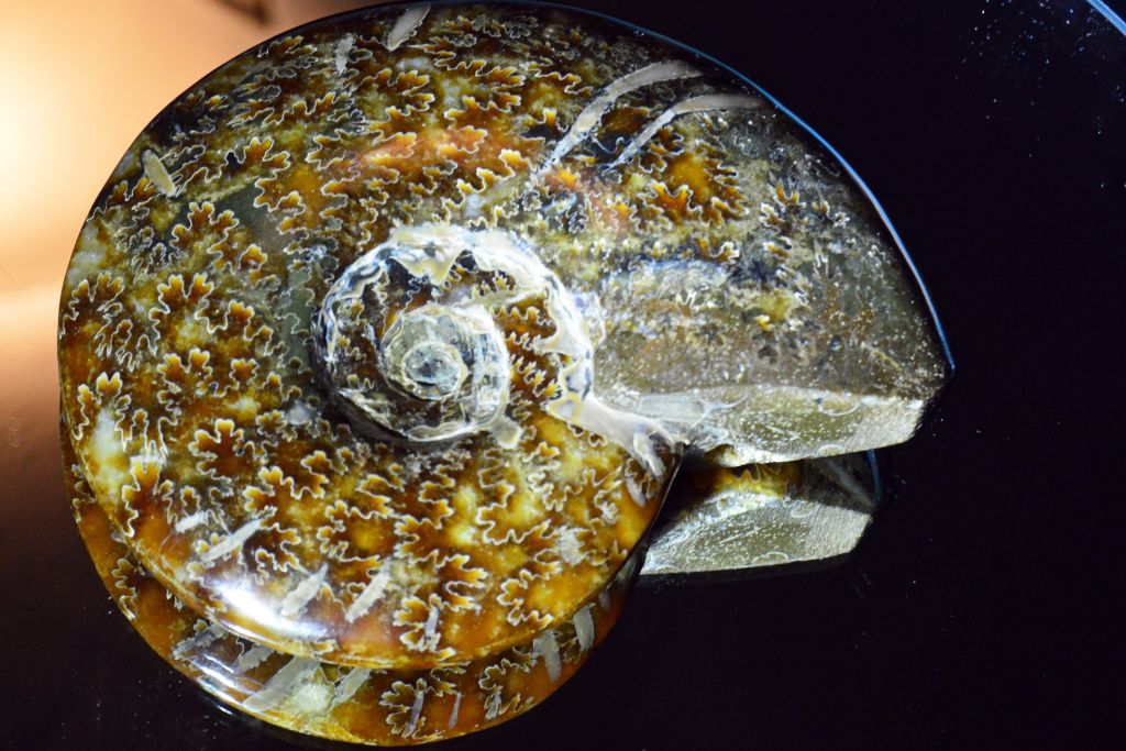 An ammonite on a mirror