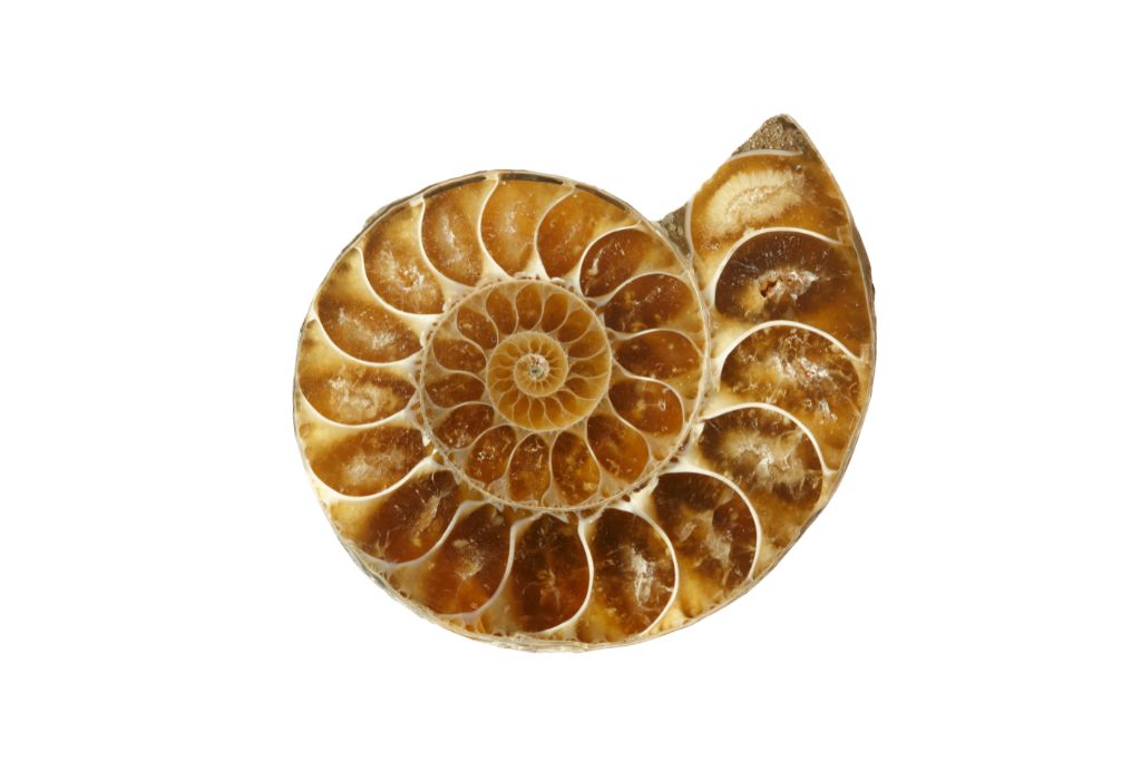 An ammonite crystal on a white background