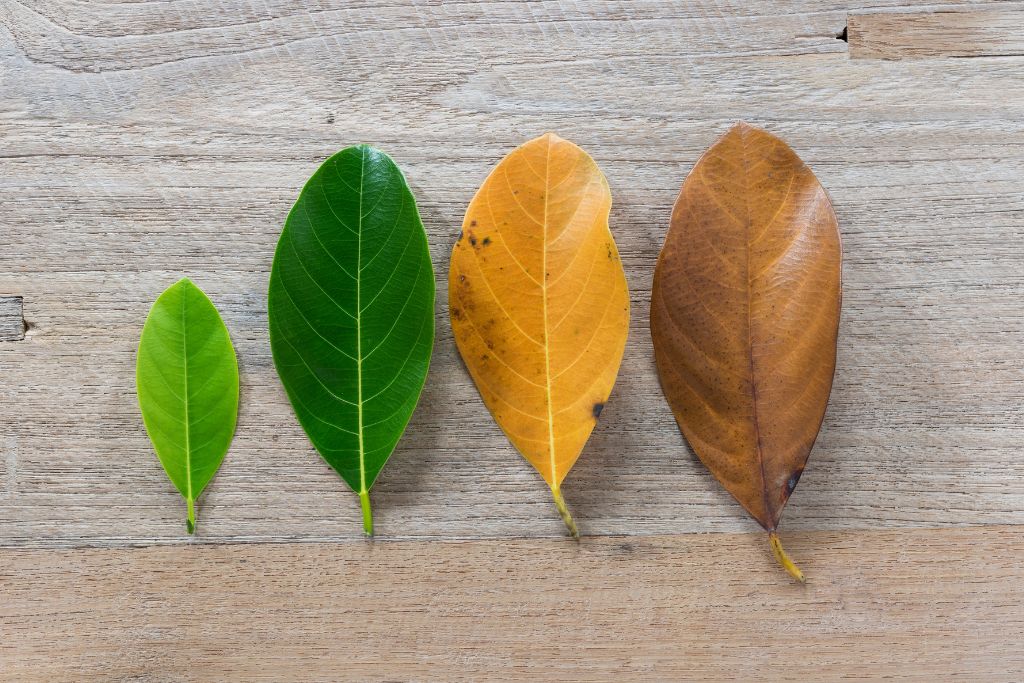 Different color of leaves on the table