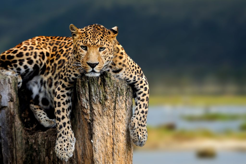 A resting leopard on top of a dead tree bark